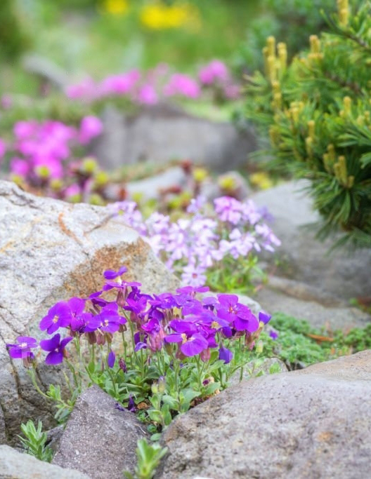 Kivipuutarhan yksinkertainen viehätys 